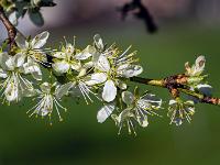 Zwetschgenbaumzweig mit Blüten